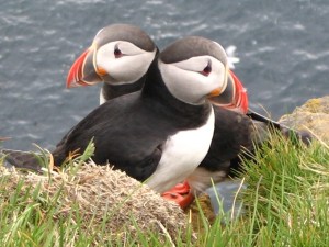 Atlantic_Puffin_Latrabjarg_Iceland_05c[1]